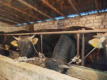 уй сх животное: Продаю | Бык (самец) | На откорм | Привязанные — 9