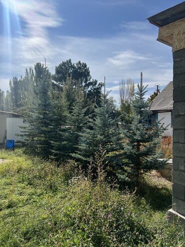 саженцы туя колоновидный: Голубой ель 🌲 
Ухоженные
3 метра и выше — 7