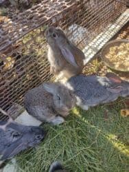 продам козу дойную: Продаю | Крольчата | Для разведения | Племенные — 4