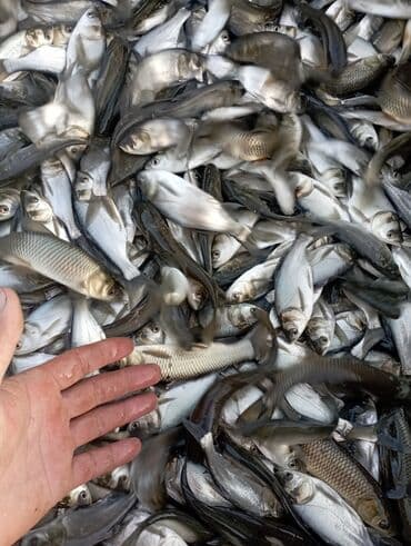 аквариум jebo: Малек Толстолобик Карп Амур принимаем заказы есть машина с бочкой — 1