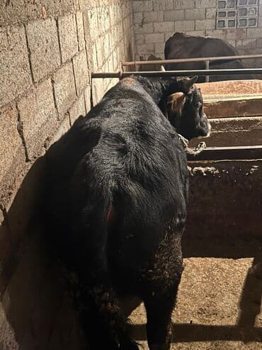 охотничий собак: Продаю | Бык (самец) | На откорм | Племенные — 9