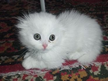 котята золотая шиншилла: Шотландские котята (вислоухие/страйт от вислоухой кошки) - Помёт от — 5