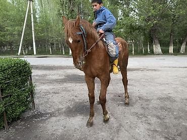 сколько стоит бычок 6 месяцев: Продаю | Жеребенок | Полукровка, Дончак, Кара Жорго — 3