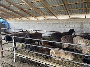 кошка рэгдолл цена: Продаю | Овца (самка) | Для разведения | Племенные — 5