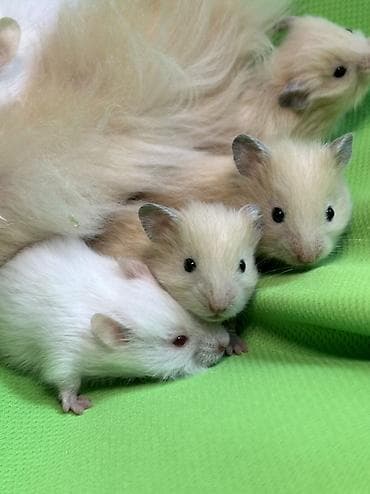 Птицы: Продаются хомячки джунгарские, сирийские, ангорские пушистые хомячки — 9