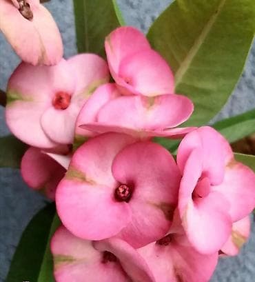 детка: Детки тайских молочаев — 5