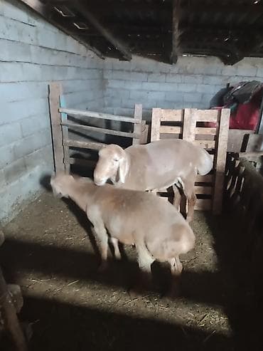 кученские куры: Продаю | Баран (самец) | Арашан — 5