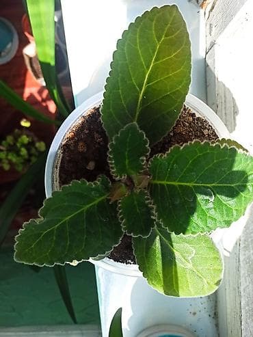 Фиалкалар жана глоксиниялар: Глоксиния с крупными бархатистыми цветками. Особенности: - Компактный — 5