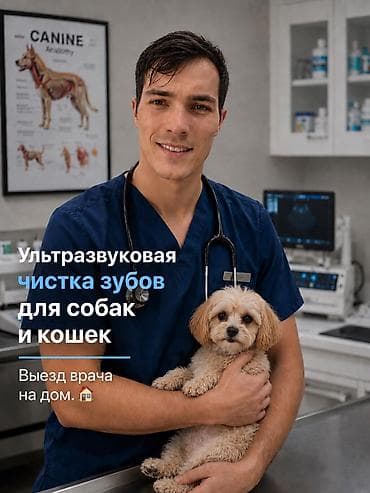 сколько стоит лабрадор собака: Ультразвуковая чистка зубов для собак и кошек на выезд! Здравствуйте! — 1