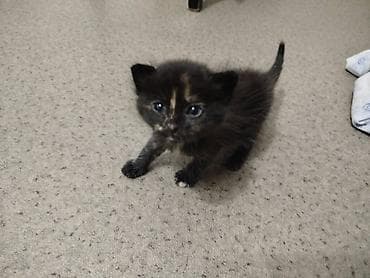 scottish fold: Беспородная, 2 месяца, Девочка, Черепаховый, Приучена к лотку — 2