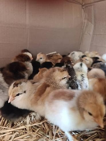 Продаю | Цыплята, Инкубационные яйца | Бройлерная | На забой