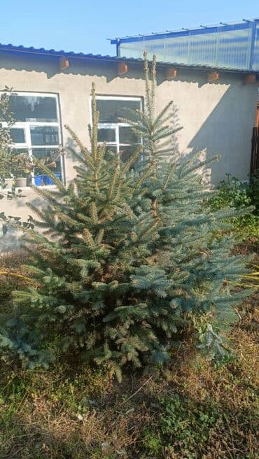 шкафы для вещей бу: Рассада деревьев: Ели — 7