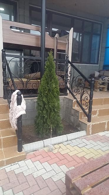 бак 1 тонна: Рассада хвойников в контейнерах (туя/можжевельник, молодые саженцы — 10