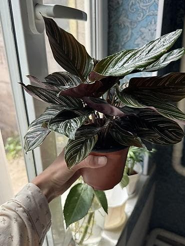 калатеи: Калатея орната (Calathea ornata) в горшке.

Пересаженный в горшке — 3