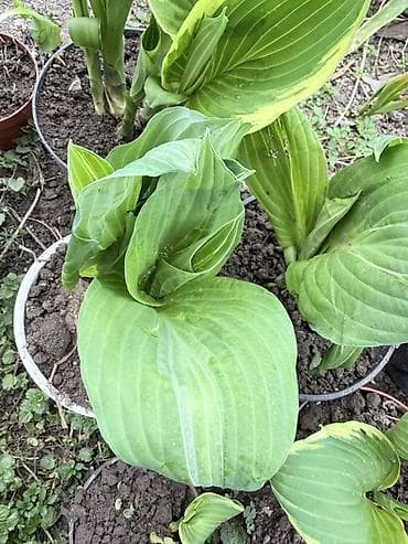 монстера цветок: Хоста крупнолистная в горшке - Разновидность с очень крупными — 4