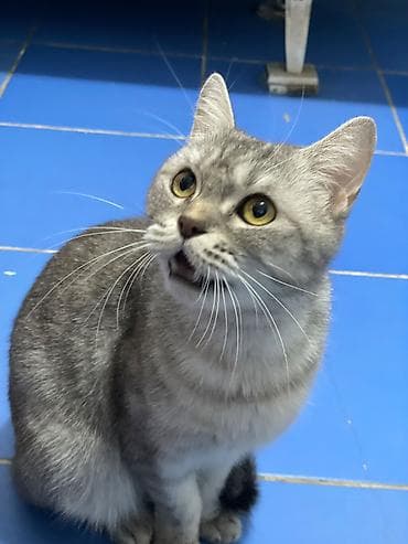 скоттиш страйт шотландская прямоухая кошка: Скотиш Страйт (Шотландская прямоухая), 3 года, Девочка, Биколор, Приучена к лотку, С документами — 3