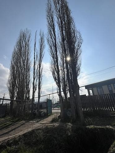 тополь терек: Саженцы — 1