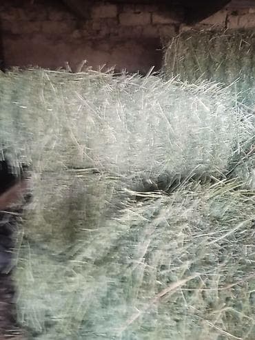 домашные животные: Клевер тюки продаю. Стандартные. Находится сокулукский район Село кара — 1