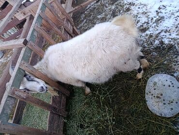 Услуги ветеринара: Продаю | Коза (самка) | Зааненская | Для разведения — 1