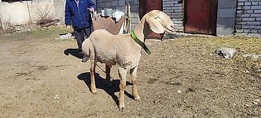 астрагал в кыргызстане: Продаю | Овца (самка) | Арашан | Для разведения — 4