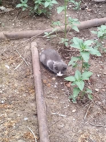 британец кот: Кошка даром: Беспородная, 3 месяца, Мальчик — 1