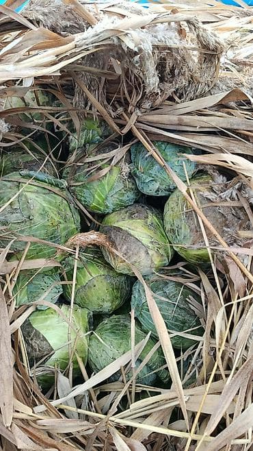 Чала фабрикаттар: Капуста Ак капуста — 2