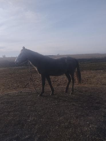 Птицы: Продаю | Конь (самец) | Полукровка | Рабочий — 7