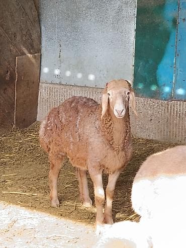 жугору басы: Сатам | Козу, Кочкор (эркек) | Гиссар, Арашан | Көбөйтүү үчүн | Асыл тукумдуу — 1