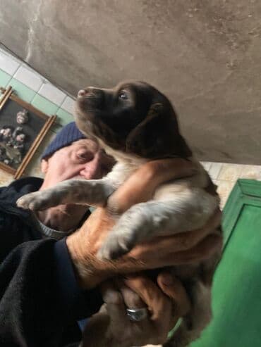 борзая собака цена: Спаниель, 1 месяц, Самец — 4