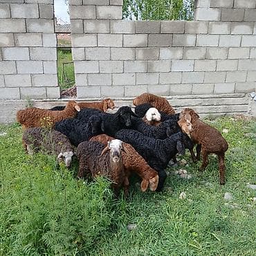 алла тоо: Сатам | Козу | Көбөйтүү үчүн | Асыл тукумдуу — 1