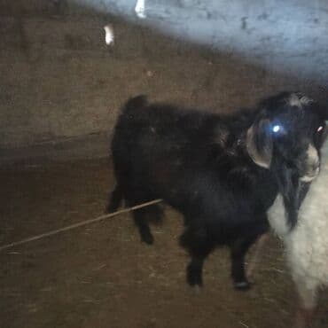 Продаю | Козёл (самец) | Для разведения | Осеменитель