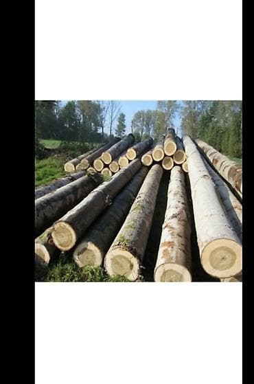 Дрова Тополь