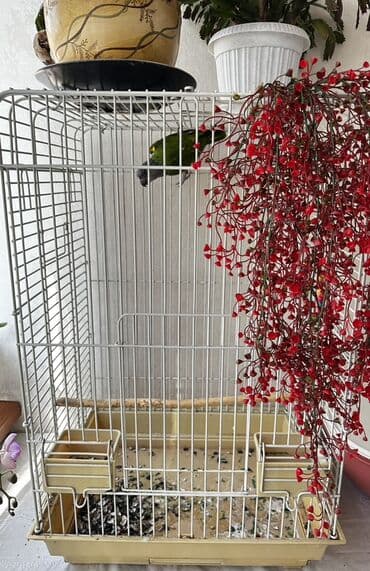 корм фарели: Клетка для попугая (подходит для средних пород). Просторная — 1