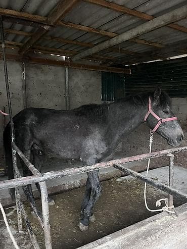 эшек жаныбар: Сатам | Байтал | Жумушка — 2