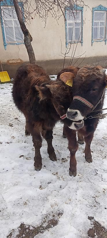 Башка жаныбарлар: Сатам | Бука (эркек) | Көбөйтүү үчүн | Байланган — 1
