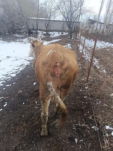 Продам с/х животных: Продаю | Корова (самка), Тёлка, Музоо, торпок | Голштин, Симментальская | На забой, Для разведения, Для молока | Племенные, Стельные, Искусственник — 1