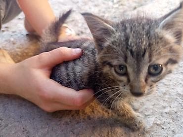 кошка тайская: Полосатый котёнок, короткошёрстный табби-окрас (серо-коричневый с — 1