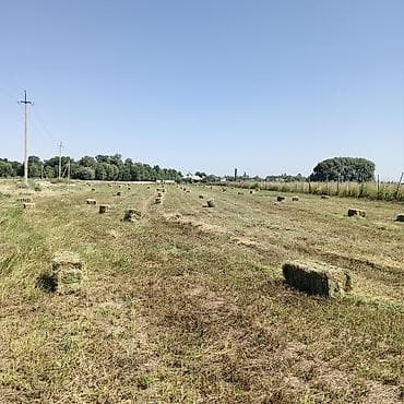 баран живой: Беде 2 укос Озёрныйда.800 прес бар. баасы 240сом.САМОВЫВОЗ — 3
