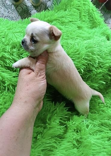 сельскохозяйственные животные продажа: Чихуахуа, 2 месяца, Самец, С прививкой, С родословной — 5