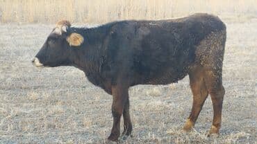 продажа кормов для сельскохозяйственных животных: Продаю | Бык (самец) | На откорм — 1
