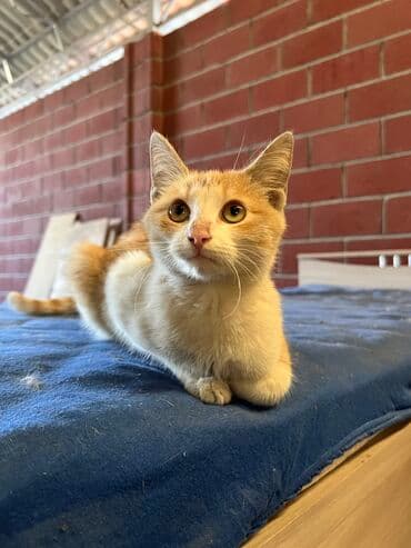 новорожденные котята: Отдам даром котенка Рыжий котенок 4 месяца примерно Очень ласковый — 1
