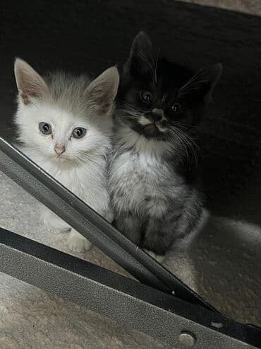 вислоухий котенок: Котёнок, пушистый дымчато‑чёрный с белыми носочками и «галстуком» — 9