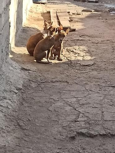 хаски кучук: АмстаффЩенки небольшого размера (примерно 30–40 см в холке во взрослом — 4