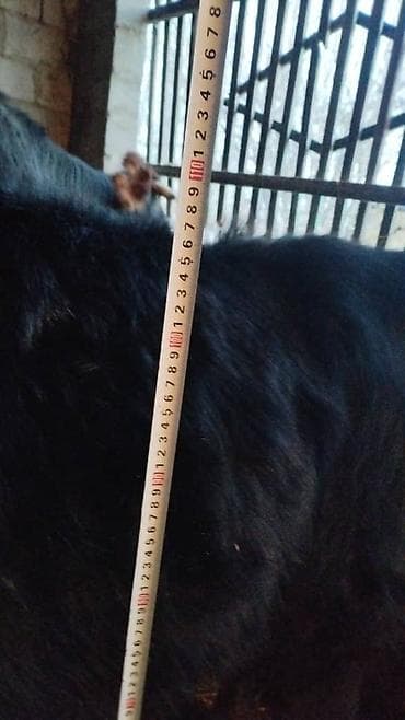 минни ат: Продаю | Музоо, торпок | Симментальская — 4