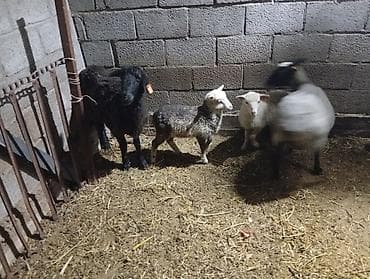 Продаю | Овца (самка) | Для разведения | Матка