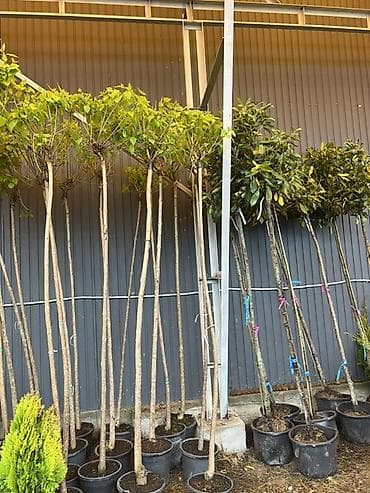 Үй жана бакча: Хвойные саженцы в контейнерах для озеленения участков - — 6