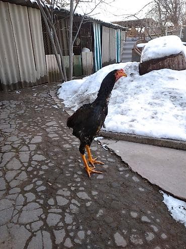 ээр улака: Дакан. цена договорная. не писать, звоните — 2