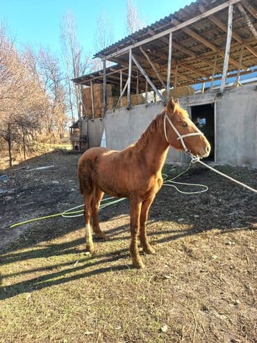 Грызуны: Продаю | Конь (самец) | Для разведения | Мерин — 2