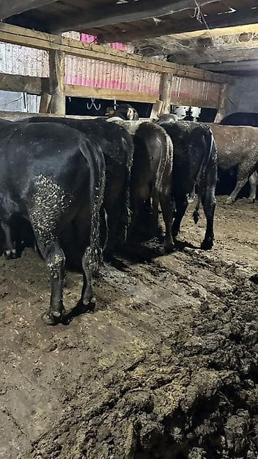 каракол мал базар 2019: Продаю | Бык (самец) | Ангус | На забой — 4