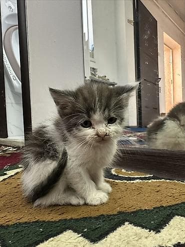 Кошка даром: Беспородная, 1 месяц, Мальчик, Приучена к лотку at lalafo.kg Кошка даром: Беспородная, 1 месяц, Мальчик, Приучена к лотку